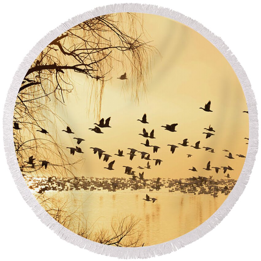 A. C. Atlanticus Round Beach Towel featuring the photograph Silhouette of geese over lake at sunrise by Karen Foley