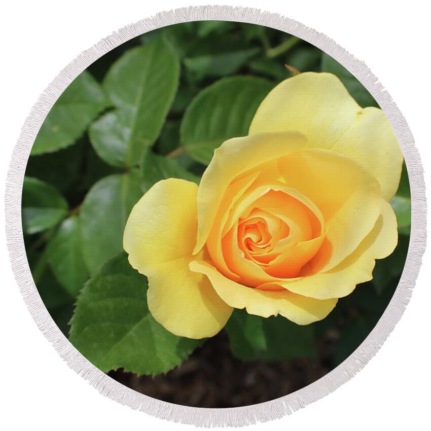 Single Round Beach Towel featuring the photograph Single Yellow Rose Bloom by Kathy Pope