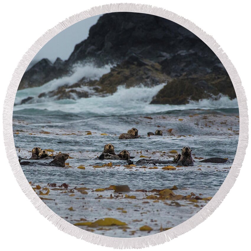 Animal Round Beach Towel featuring the photograph Sitka Sea Otter Family by Nancy Gleason