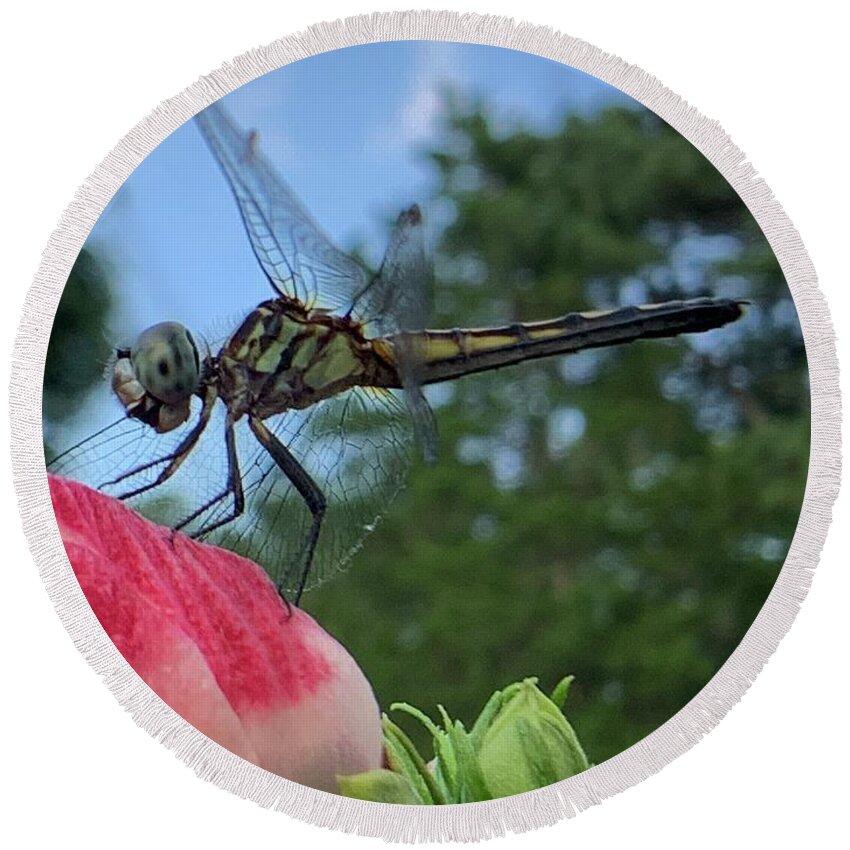 Dragonfly Round Beach Towel featuring the photograph Skimmer On Target by Catherine Wilson