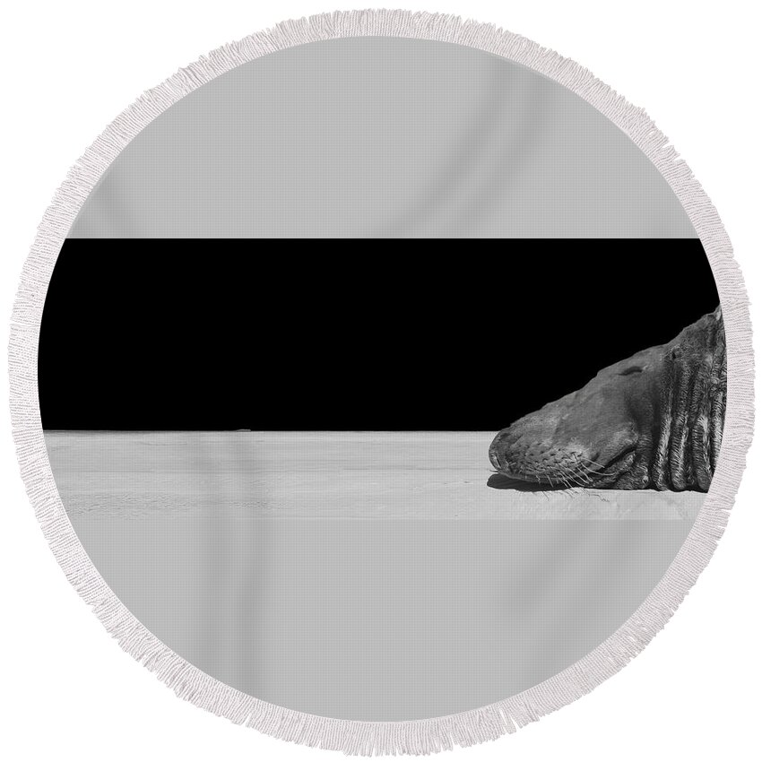 Seal Round Beach Towel featuring the photograph Slow Crawl by Jim Signorelli