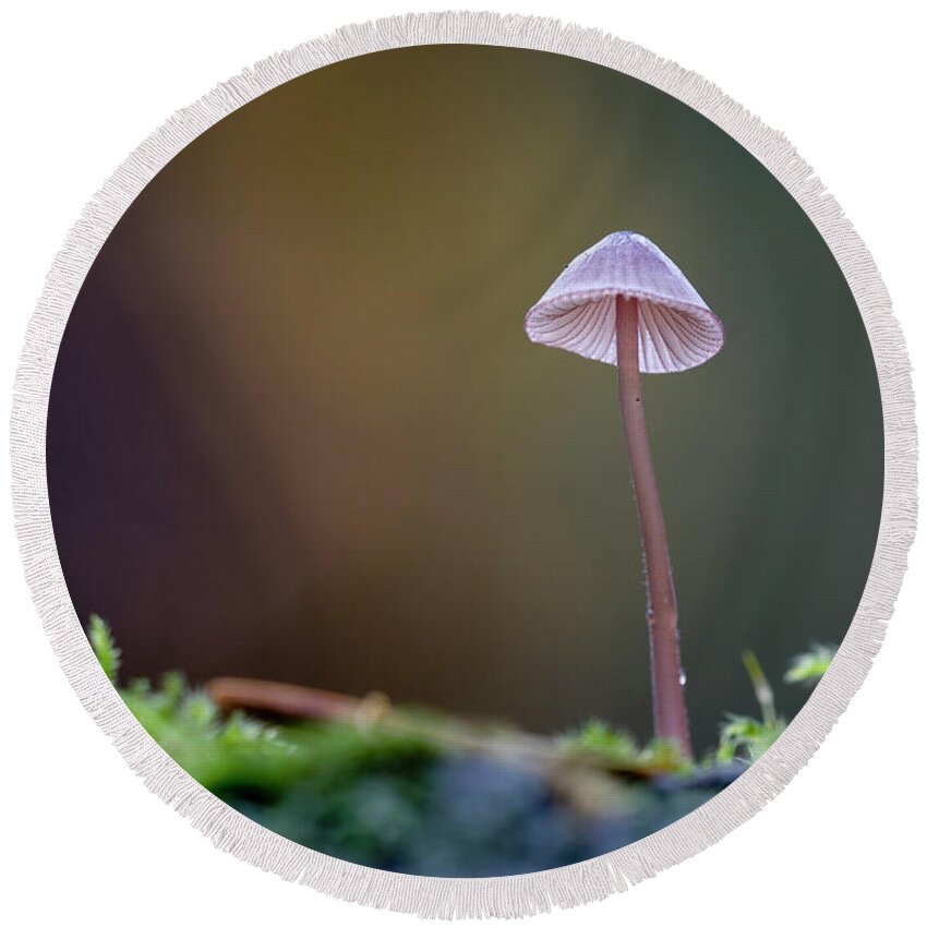 Fungi Round Beach Towel featuring the photograph Small Mycena mushroom growing on a log by Kevin Oke