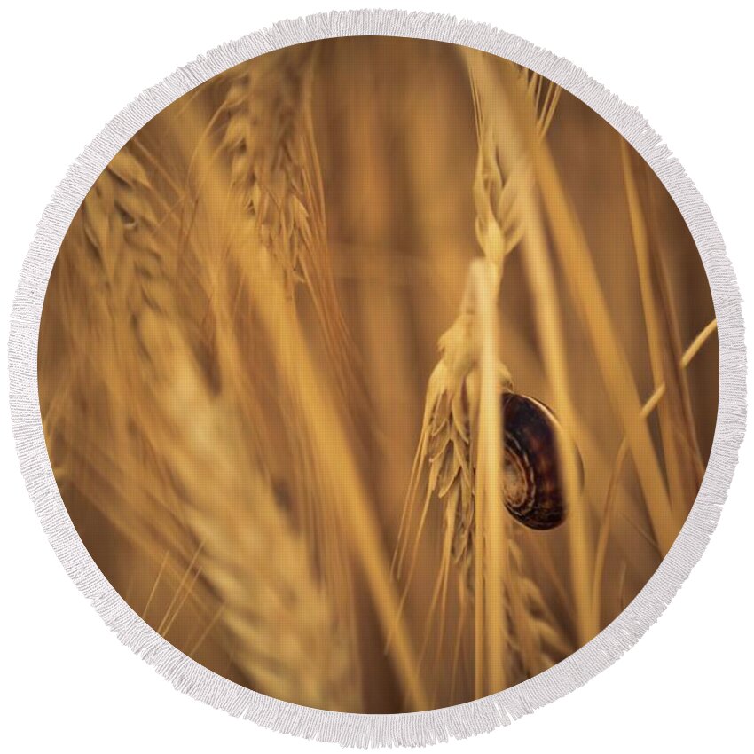 Snail Round Beach Towel featuring the photograph Snail in the wheat field by Tatiana Travelways