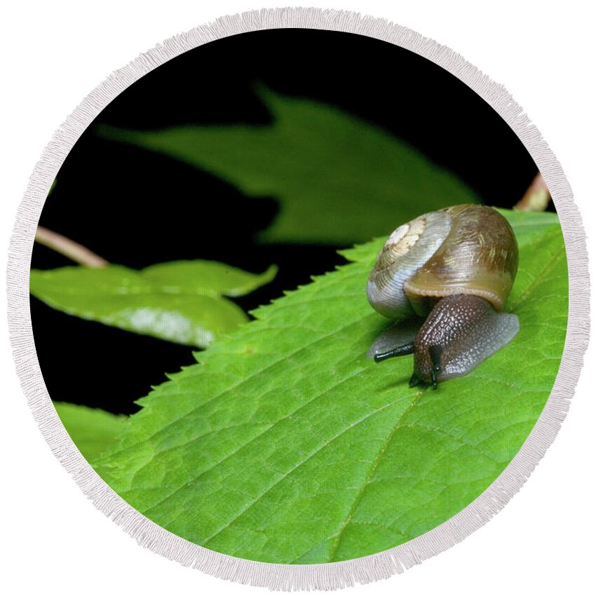 Macro Round Beach Towel featuring the photograph Snails Journey by Melissa Southern