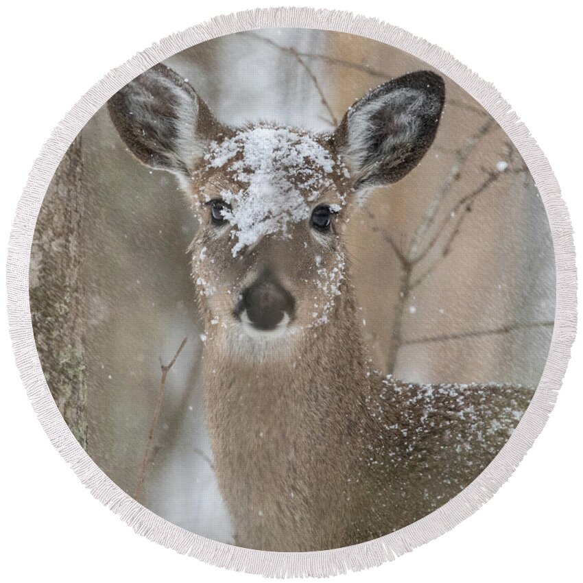 Whitetail Deer Round Beach Towel featuring the photograph Snow Deer by Jaki Miller
