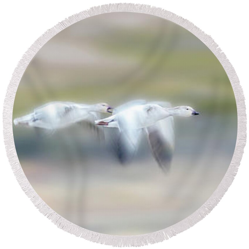 Snow Geese Round Beach Towel featuring the photograph Snow Geese Flight by Judi Dressler