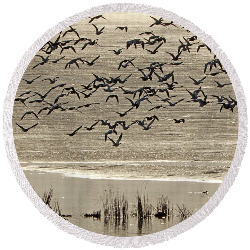Snow Geese Round Beach Towel featuring the photograph Snow Geese in the Golden Moment by Paula Guttilla