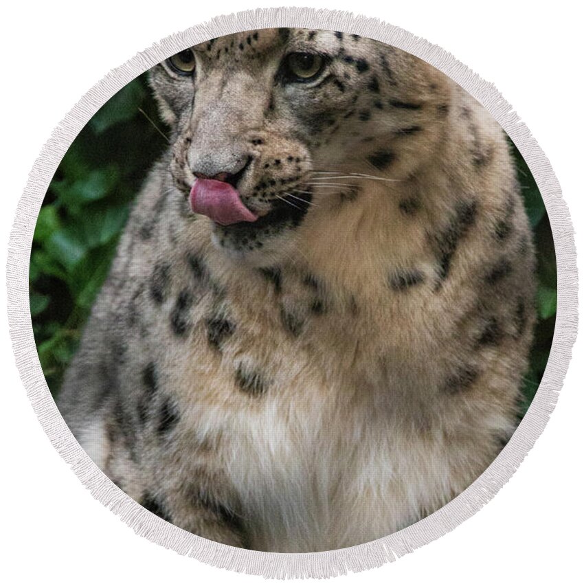 Zoo Boise Round Beach Towel featuring the photograph Snow Leopard 1 by Melissa Southern