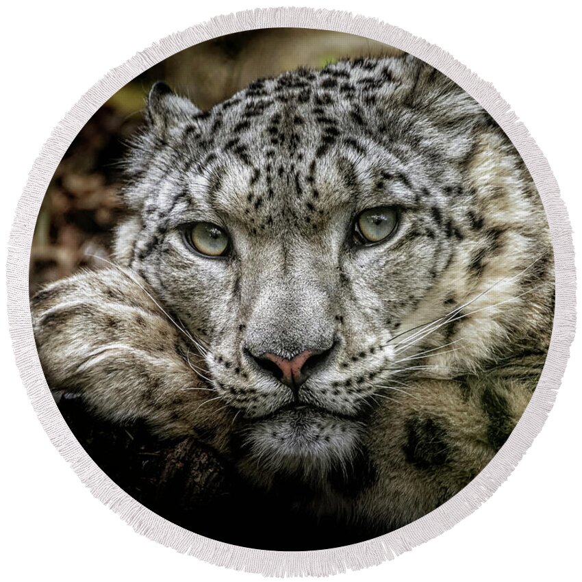 Snow Round Beach Towel featuring the photograph Snow-Leopard-Print-Signed by Chris Boulton