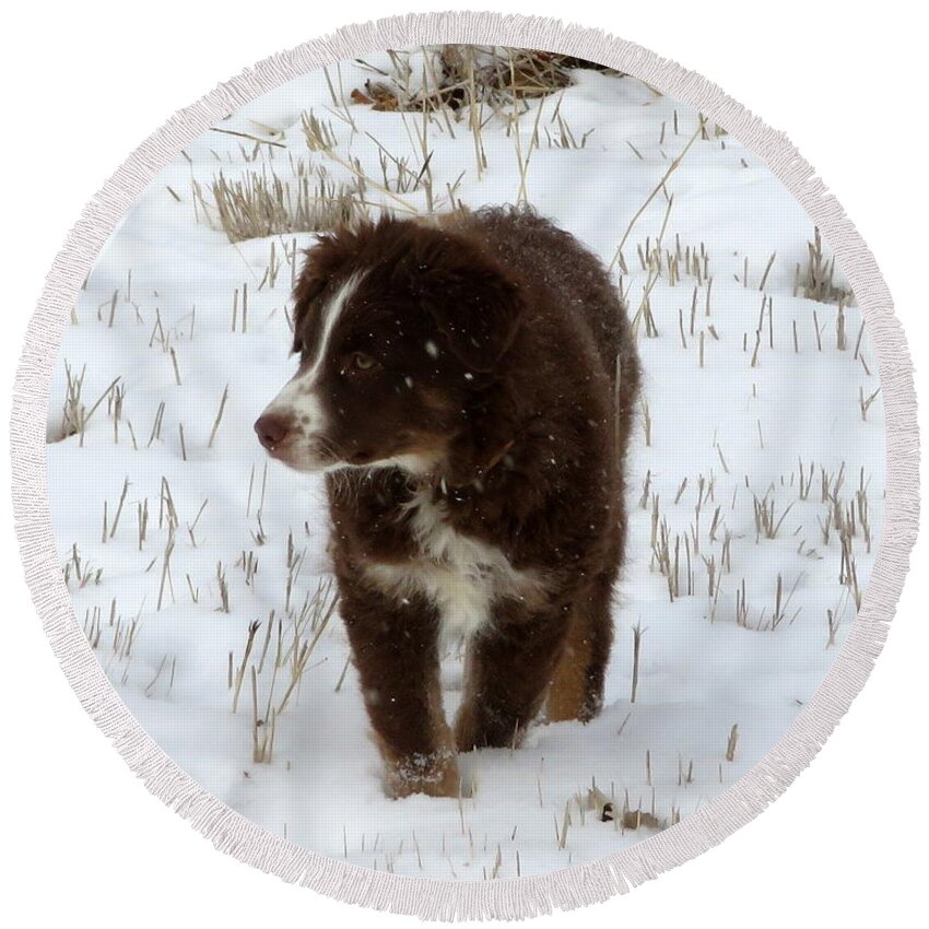 Pup Round Beach Towel featuring the photograph Snow Pup by Katie Keenan