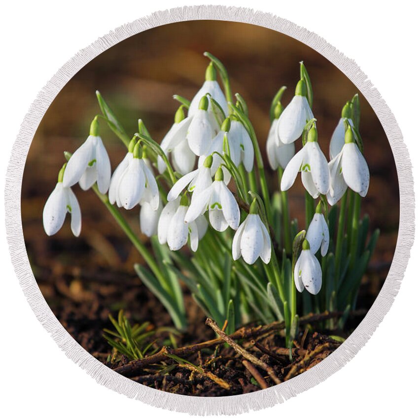 Snowdrops Round Beach Towel featuring the photograph Snowdrops by Tom Holmes Photography