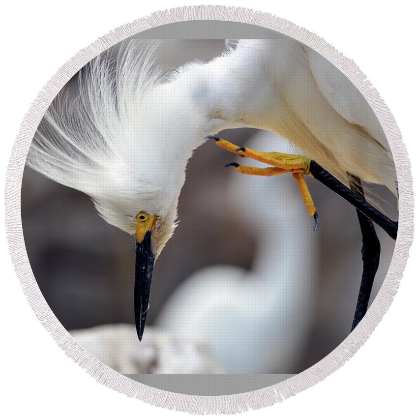 Egret Round Beach Towel featuring the photograph Snowy Egret by Marie Dudek Brown