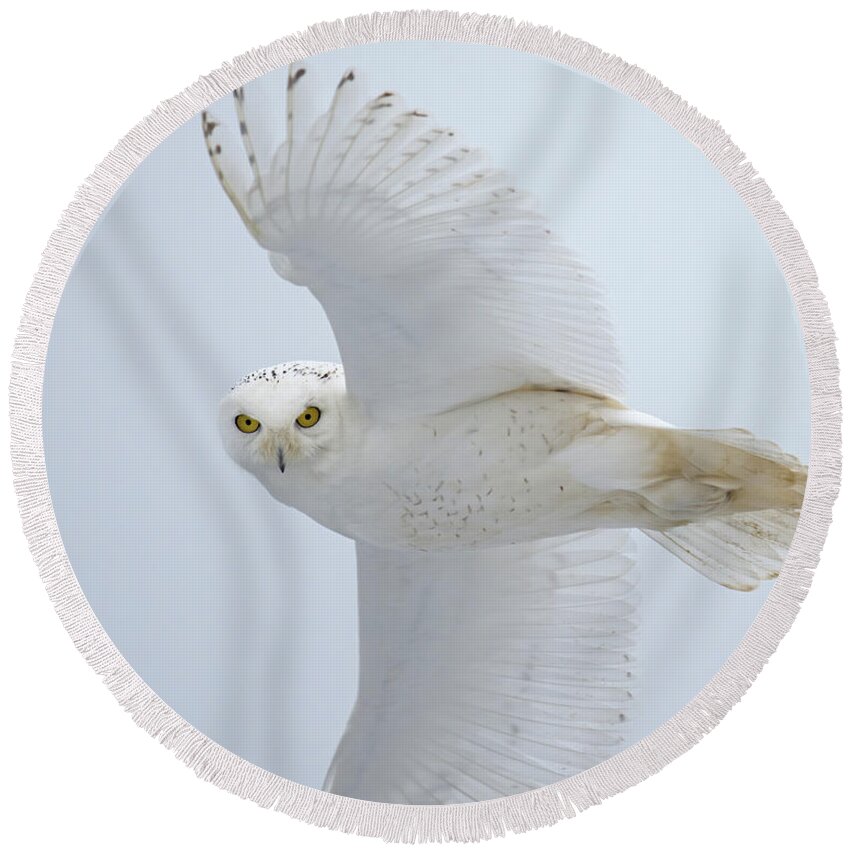 Snowy Owl Round Beach Towel featuring the photograph Snowy Glance by CR Courson