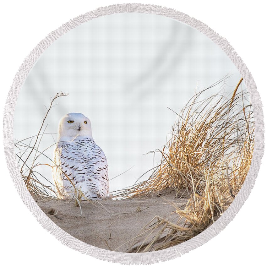 Snowy Round Beach Towel featuring the photograph Snowy Owl in the Dunes by Denise Kopko