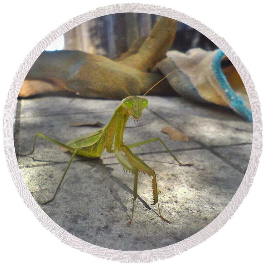 Praying Mantis Round Beach Towel featuring the photograph So You Want To Put On Your Gloves by Andy Rhodes