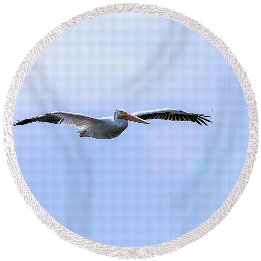 Pelican Round Beach Towel featuring the photograph Soaring Pelican by Shirley Dutchkowski