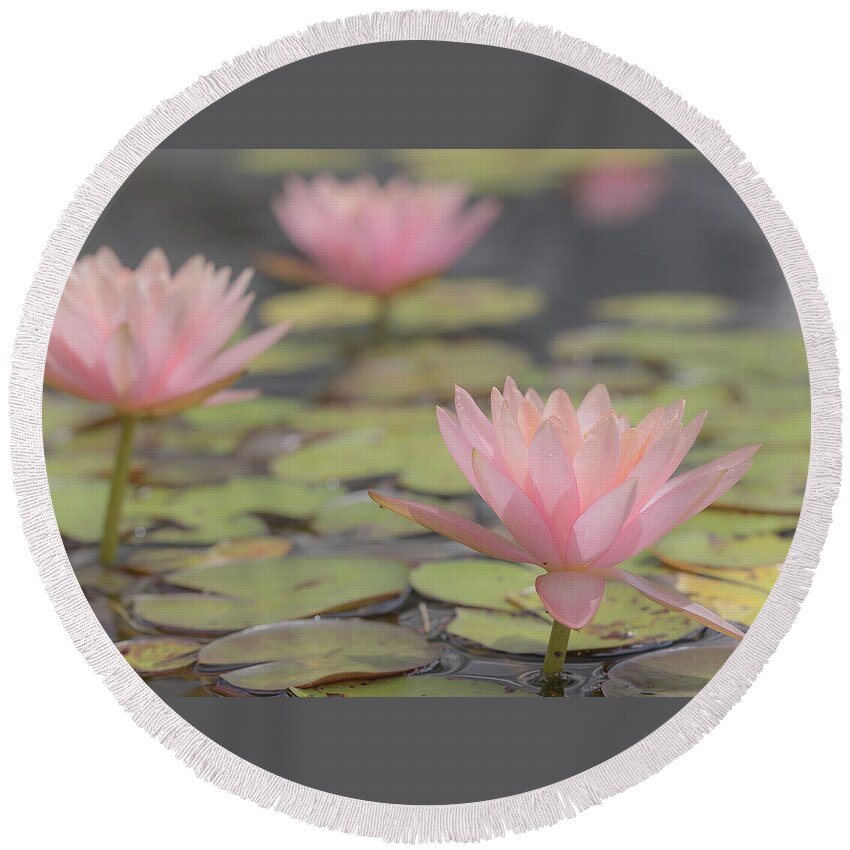 Brookgreen Gardens Round Beach Towel featuring the photograph Soft Mist by Ree Reid