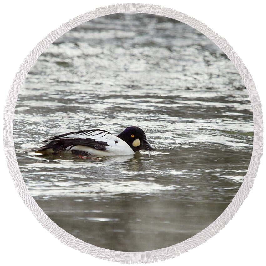 Finland Round Beach Towel featuring the photograph Somehow I get negaative vibes. Common goldeneye by Jouko Lehto