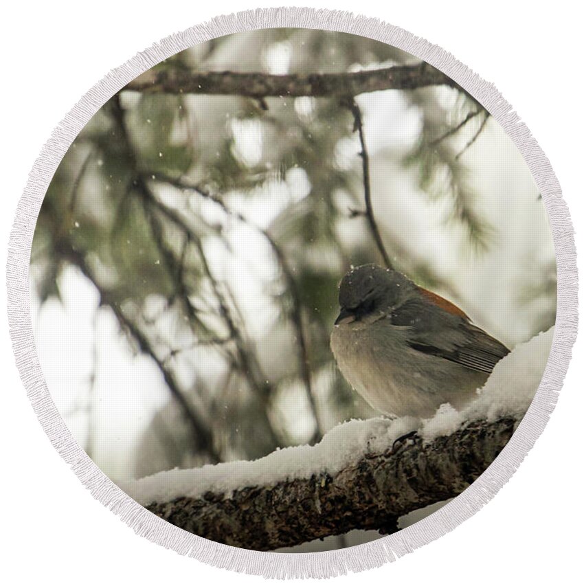 Wildlife Round Beach Towel featuring the photograph Songbird in Winter by Laura Putman