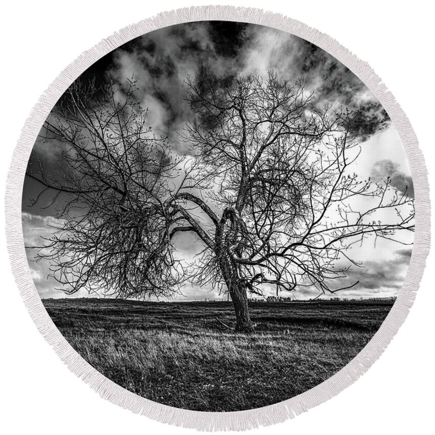 Tree Round Beach Towel featuring the photograph South Monochrome by Darcy Dietrich