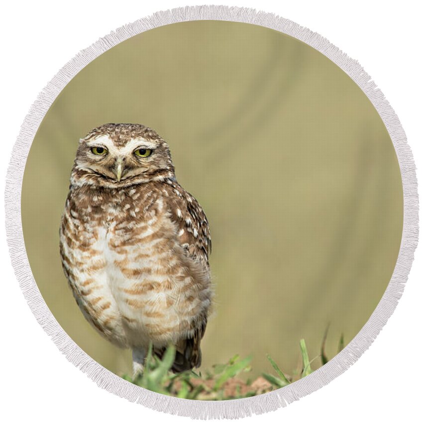 Amazon Round Beach Towel featuring the photograph Southern Burrowing Owl by Linda Villers