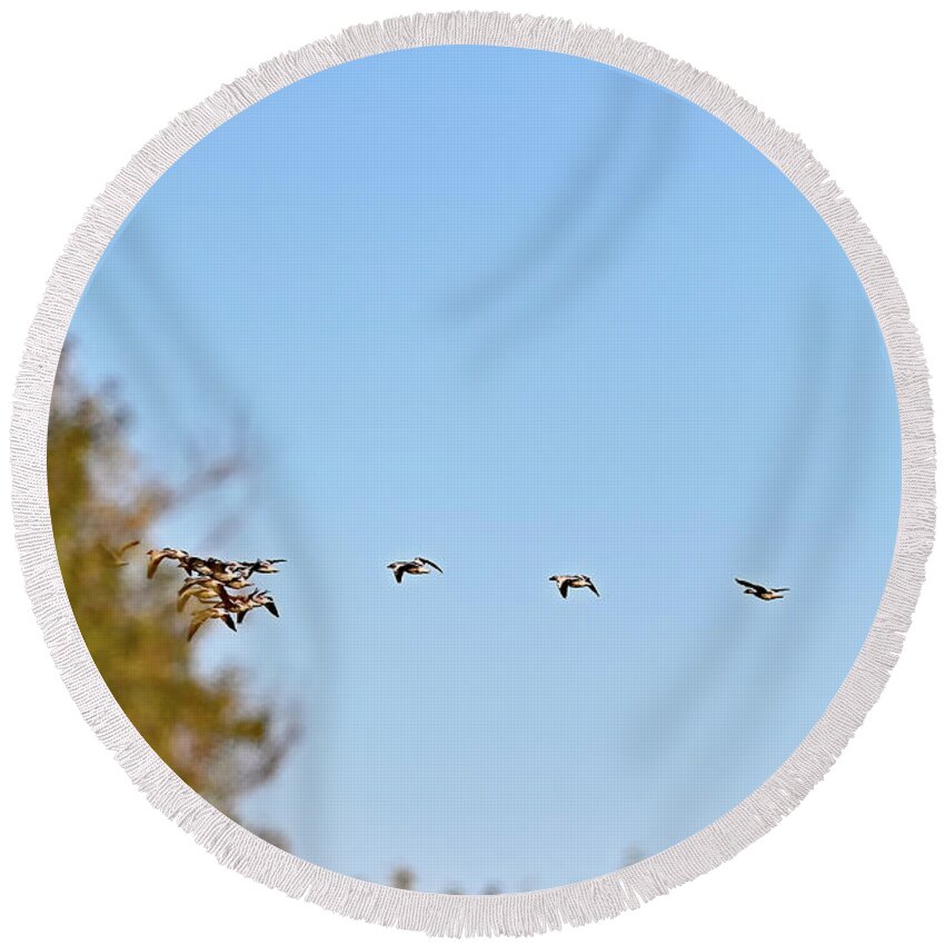 Waterfowl Round Beach Towel featuring the photograph Space Jam - Snow Geese by Amazing Action Photo Video