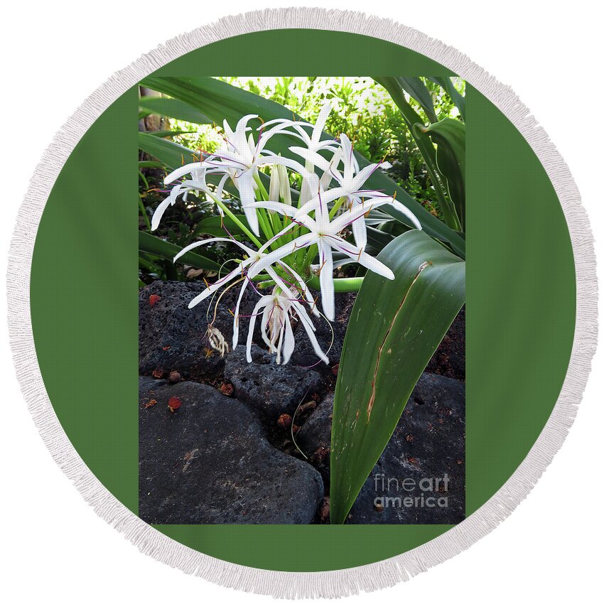 Spider Lily Round Beach Towel featuring the photograph Spider Lily by Cindy Murphy