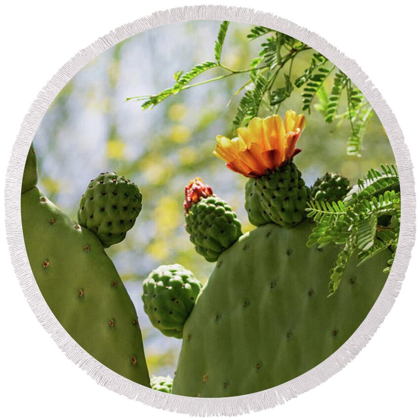 Cactus Round Beach Towel featuring the photograph Spineless Prickly Pear Cactus Blooms by Marianne Campolongo