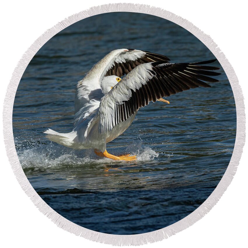 American White Pelican Round Beach Towel featuring the photograph Splash Down 2016 by Thomas Young