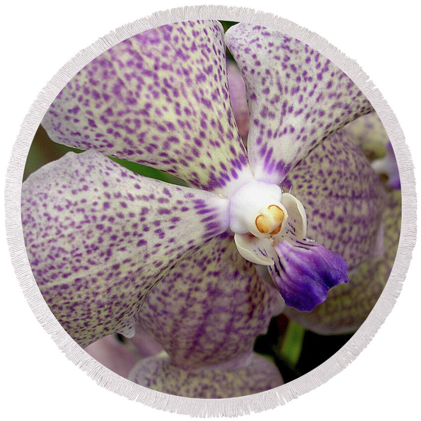 Orchids Round Beach Towel featuring the photograph Spotted Phaleanopsis by Lynda Lehmann