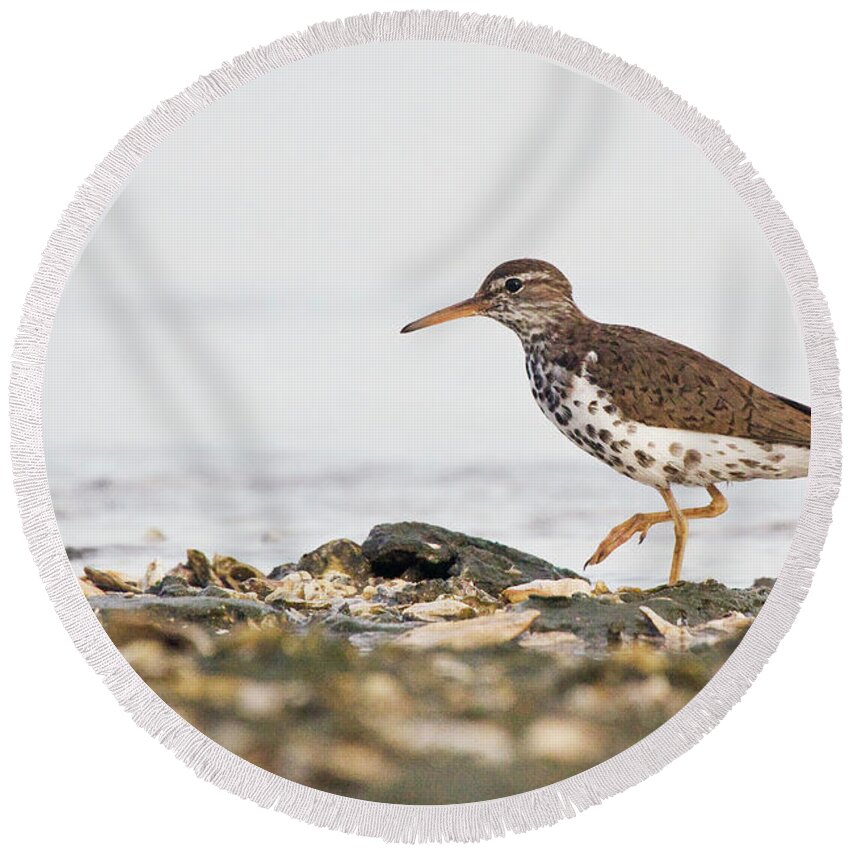 Sandpiper Round Beach Towel featuring the photograph Spotted Sandpiper at Atlantic Beach by Bob Decker