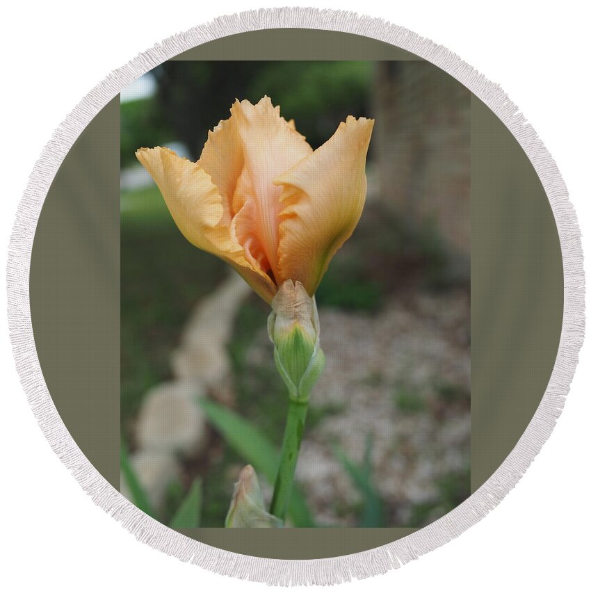 Orange Round Beach Towel featuring the photograph Spring Bloom 11 by C Winslow Shafer