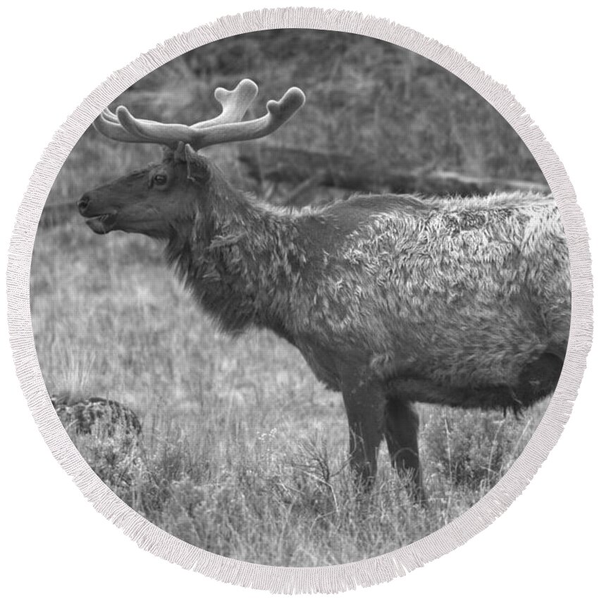 Elk Round Beach Towel featuring the photograph Spring Elk Pose Black And White by Adam Jewell