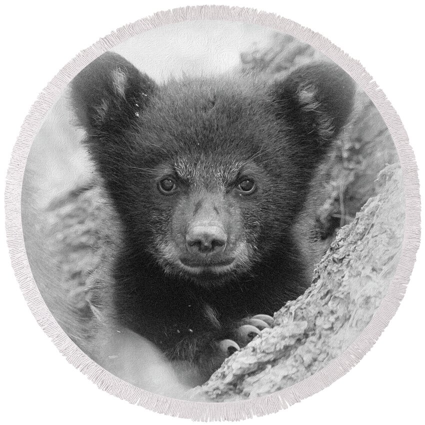 Bear Round Beach Towel featuring the photograph Square Bear by Everet Regal