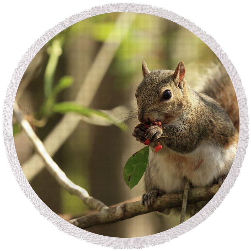 Squirrel Round Beach Towel featuring the photograph Squirrel Eating Berries by Mingming Jiang