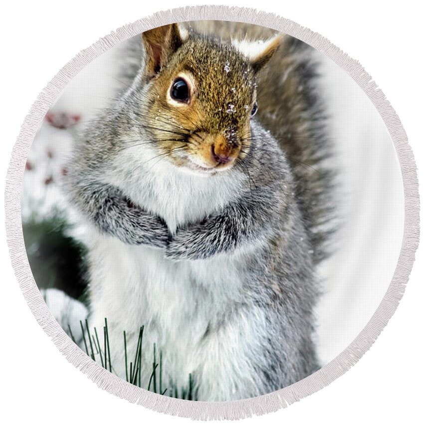 Squirrel Round Beach Towel featuring the photograph Squirrel in Snow by Christina Rollo