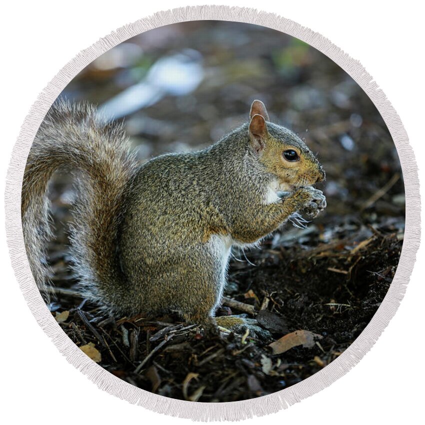 Squirrel Round Beach Towel featuring the photograph Squirrel by Mina Isaac