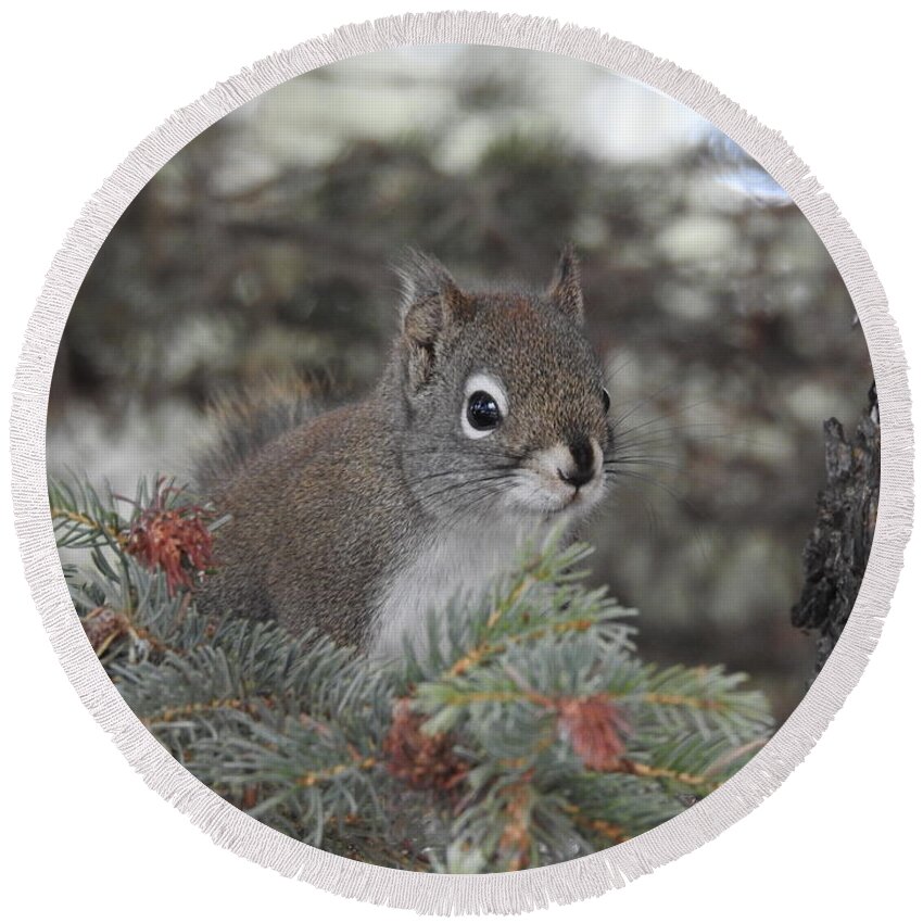 Squirrel Round Beach Towel featuring the photograph Squirrel by Nicola Finch