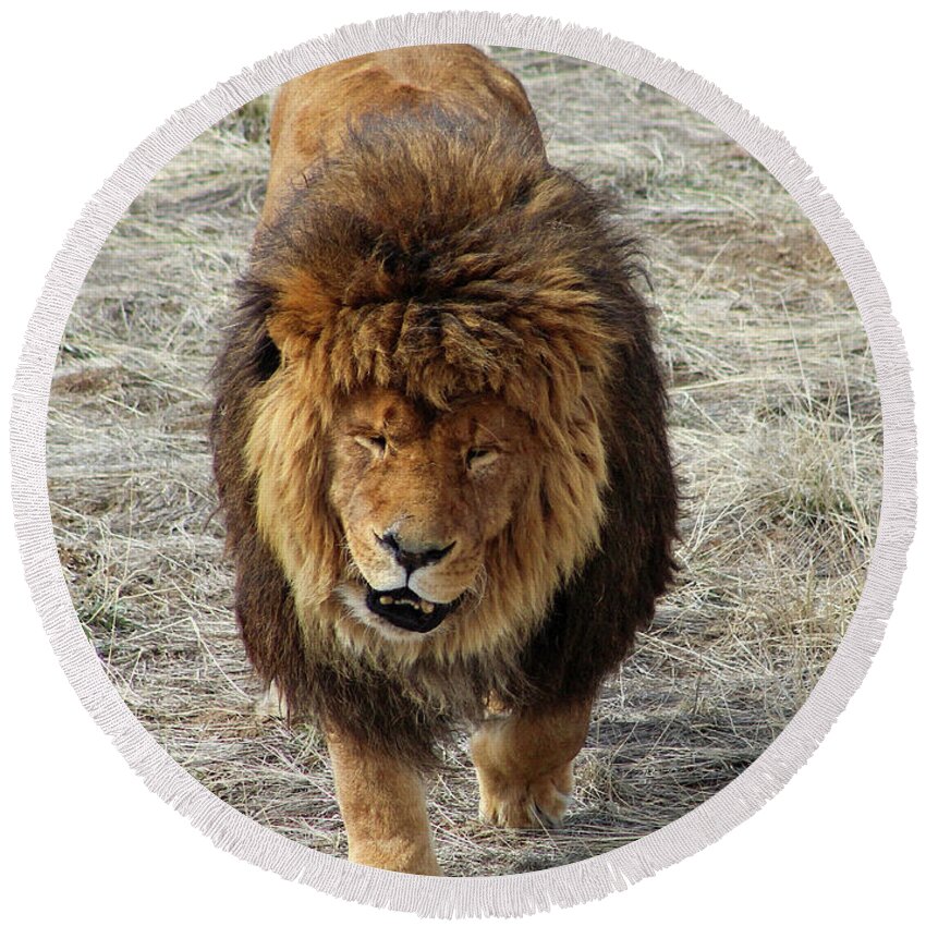 Lion Round Beach Towel featuring the photograph Straight on Lion by Shirley Dutchkowski