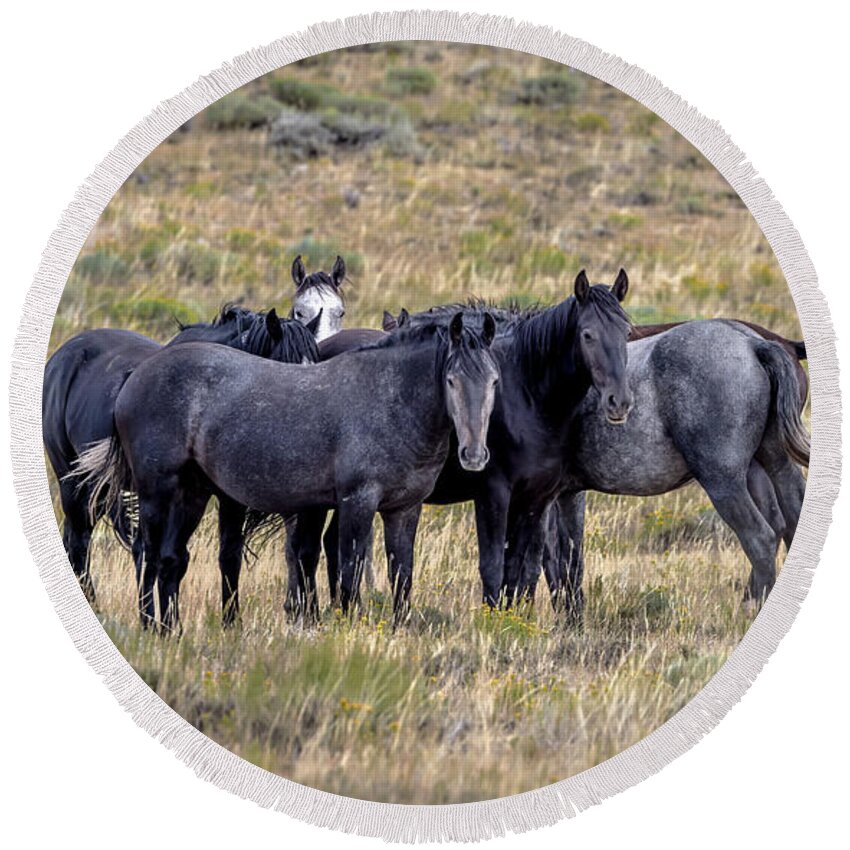 Horse Round Beach Towel featuring the photograph Stallions by Laura Terriere