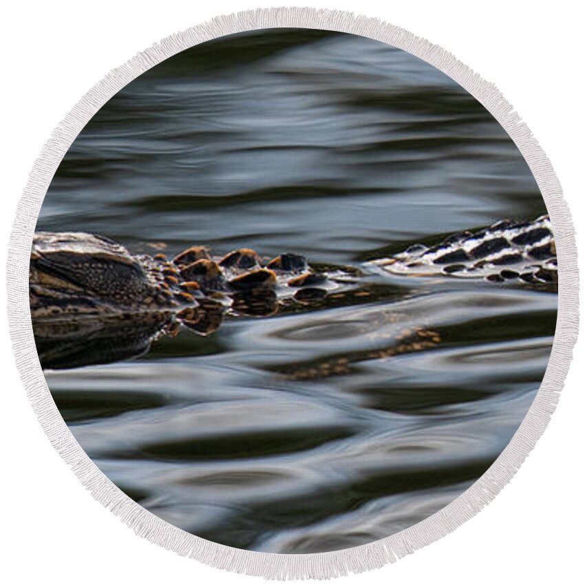 Alligator Round Beach Towel featuring the photograph Stealth Mode - Baby Alligator by Dale Powell