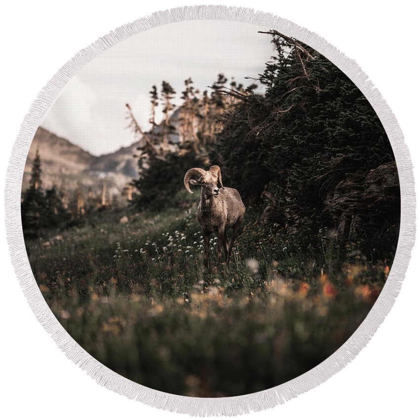  Round Beach Towel featuring the photograph Stoic Bighorn by William Boggs