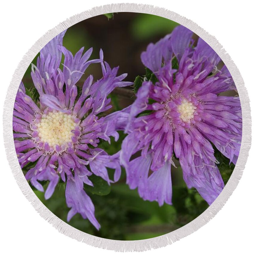 Stoke’s Aster Round Beach Towel featuring the photograph Stoke's Aster Flower 5 by Mingming Jiang