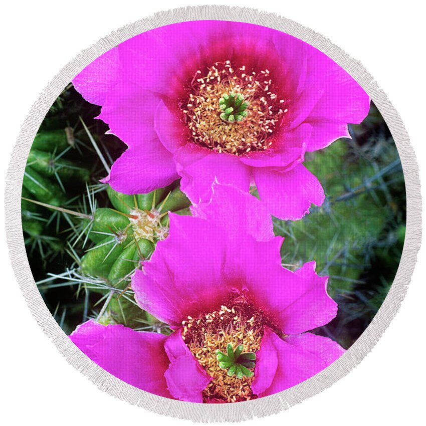 Dave Welling Round Beach Towel featuring the photograph Strawberry Cacti Echinocereus Enneacanthus Texa by Dave Welling