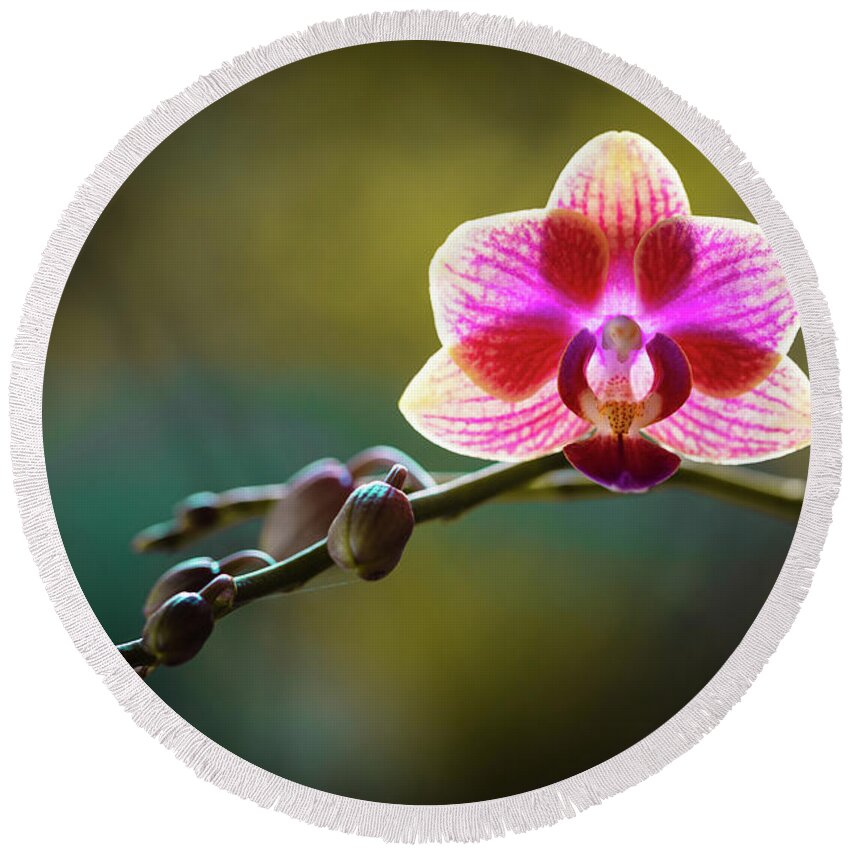 Background Round Beach Towel featuring the photograph Striped Orchid Flower by Raul Rodriguez