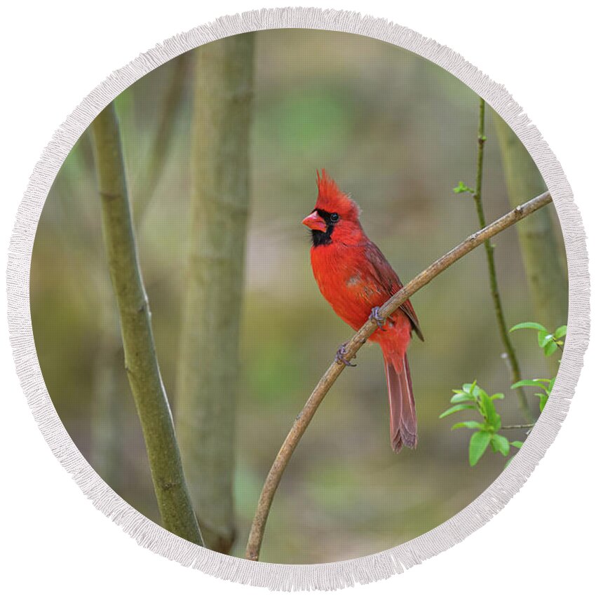 Blue Ridge Parkway Round Beach Towel featuring the photograph Stunning Northern Cardinal by Robert J Wagner