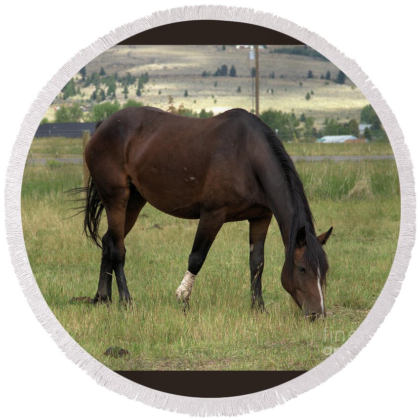 Horse Round Beach Towel featuring the photograph Sturdy Mare at Lunch by Kae Cheatham
