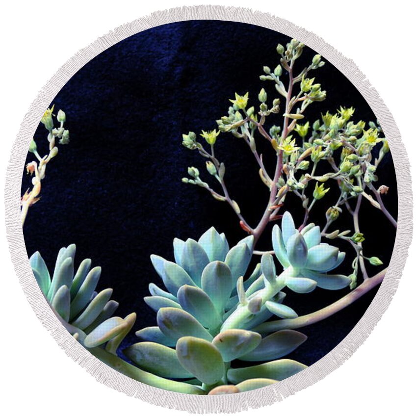 Floral Round Beach Towel featuring the photograph Succulent In Flower 2t by M Diane Bonaparte