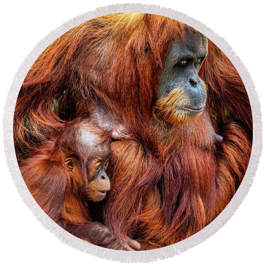 Orangutan Round Beach Towel featuring the photograph Sumatran Orangutan Family by Adrian Evans