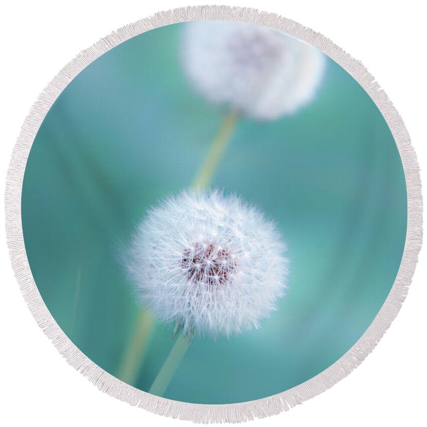 Dandelion Round Beach Towel featuring the photograph Summer Dandelion by Christina Rollo